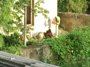 क्लेयर रिचर्ड्स स्टू ...
