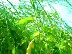 प्यारा मुर्गा चूसने  ...